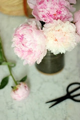 Magnolia the Florist