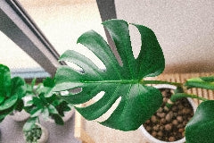 Magnolia the Florist