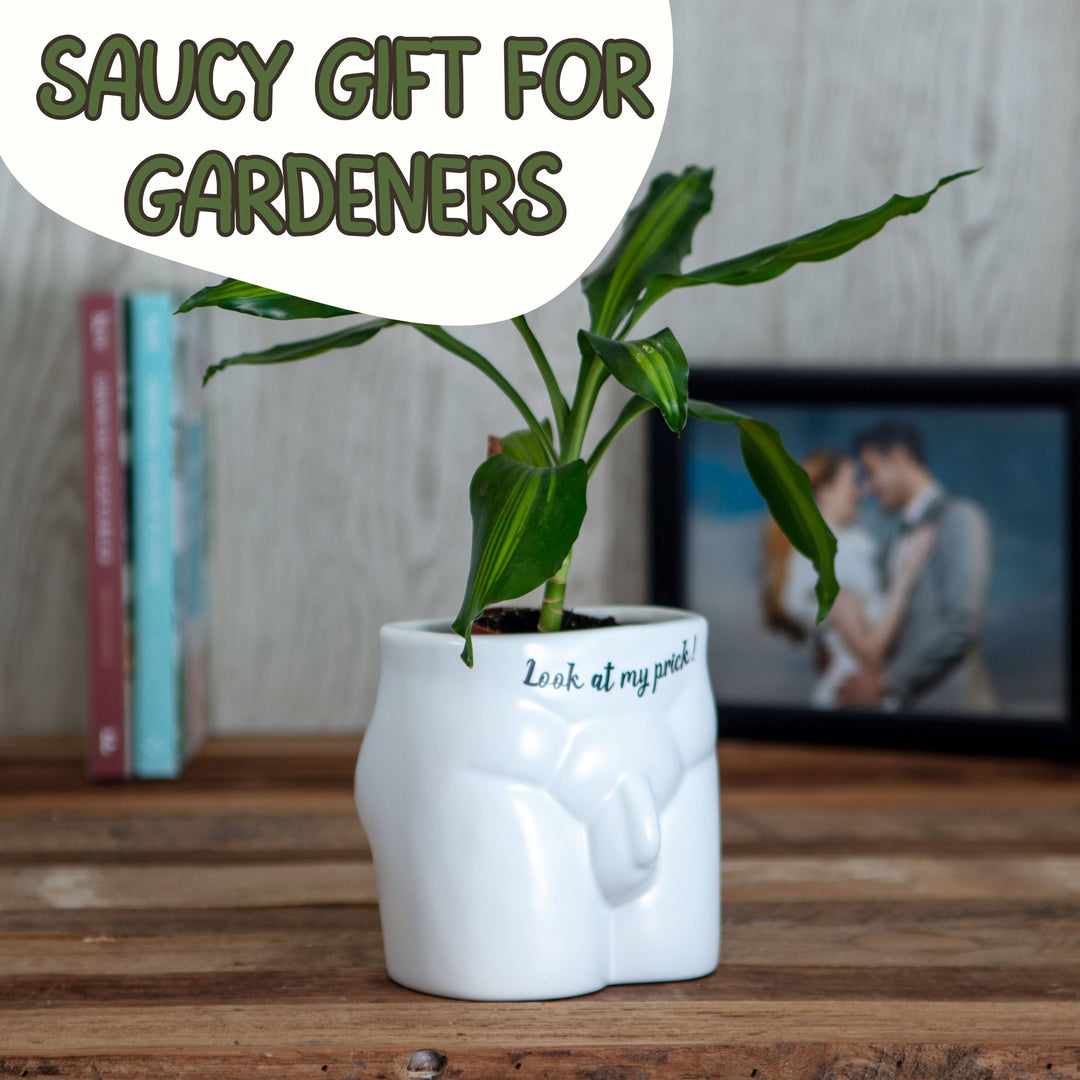 Put Some Plants On - Look At My Prick - Ceramic Pot - Magnolia the Florist Feeling thorny? Got a friend with a saucy succulent? Part of our hilarious &