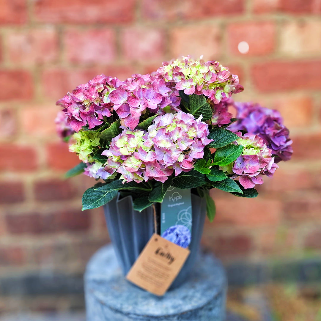 The Blush Manor Hydrangea