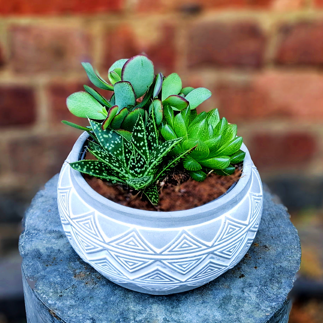 The Ivory Mosaic Garden - Magnolia the Florist A charming arrangement of mixed succulents nestled in a contemporary grey and white ceramic bowl. This compact garden brings natural texture and low-maintenance greenery to any space, with each plant selection varying to ensure a unique display. Approximately 15cm in height and 17cm across, it's perfectly sized for desks, shelves, or windowsills. An ideal gift for plant lovers seeking effortless indoor botanicals.  1