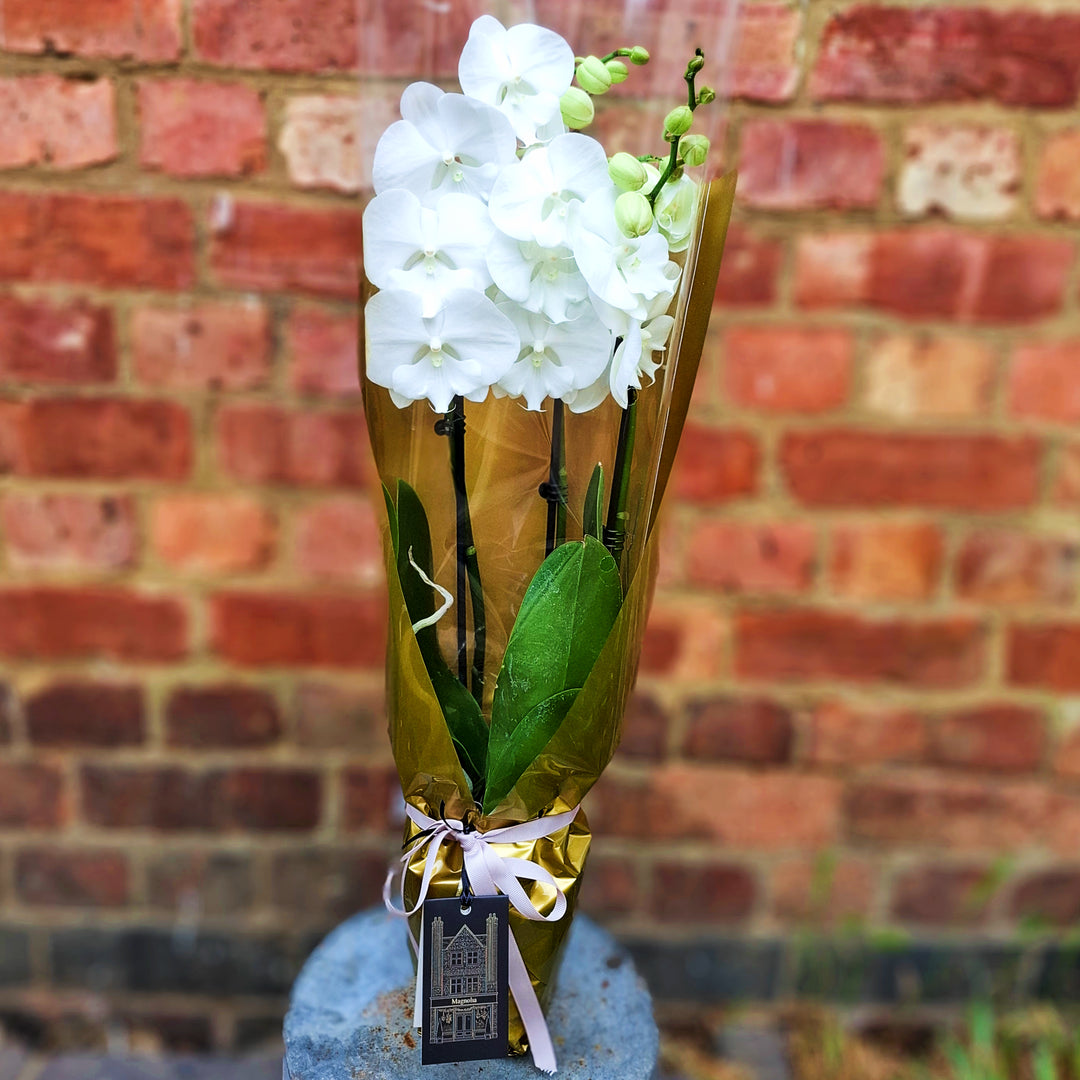 White Phalaenopsis Orchid Plant - Magnolia the Florist Elegant white Phalaenopsis orchid plant, beautifully presented with luxurious gold and clear cellophane wrapping finished with a coordinating bow. A sophisticated gift choice that brings timeless botanical beauty to any space. Perfect for plant lovers and those seeking a premium, long-lasting floral gift.Approximately 70cm high by 22cm wide, making it an impressive statement piece for shelves, tables, or entryways.  1