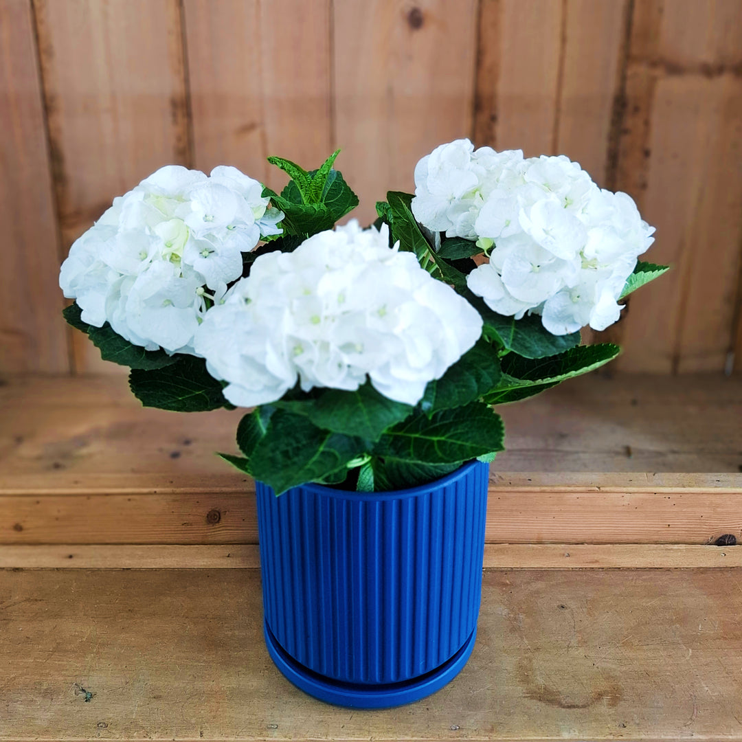 Bloom &amp; Hue Hydrangea - Magnolia the Florist A stunning Hydrangea plant presented in a matt finish ceramic pot and saucer, and in one of our Magnolia branded gift bags. The ceramic vessel measures approximately 19cm high by 18cm wide, with the complete arrangement reaching 36cm in height and width. Perfect as a premium gift or home décor statement piece. Please note: Pot and hydrangea colours may vary from the image shown, ensuring each delivery is beautifully unique.  1