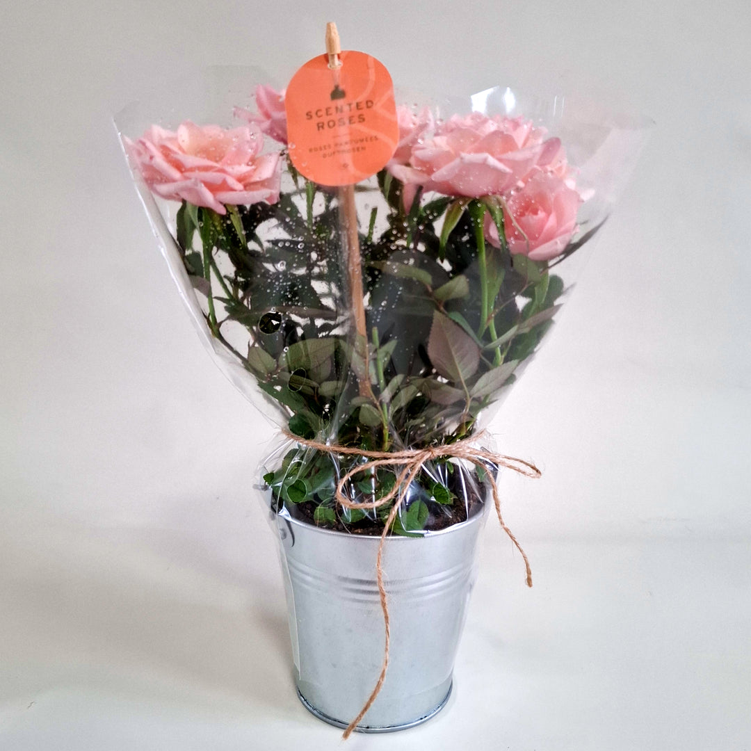 Scented Rose in Zinc Planter - Magnolia the Florist A charming scented rose plant, beautifully presented in a rustic zinc container tied with natural twine for a soft, country‑garden feel. Standing at approximately 25cm high, this compact rose is perfect for brightening windowsills, desks, and doorsteps with its delicate blooms and gentle fragrance. Each plant features fresh green foliage and pretty rosebuds ready to open, bringing a touch of timeless romance to any space.  1