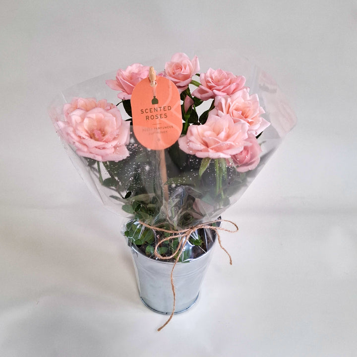 Scented Rose in Zinc Planter - Magnolia the Florist A charming scented rose plant, beautifully presented in a rustic zinc container tied with natural twine for a soft, country‑garden feel. Standing at approximately 25cm high, this compact rose is perfect for brightening windowsills, desks, and doorsteps with its delicate blooms and gentle fragrance. Each plant features fresh green foliage and pretty rosebuds ready to open, bringing a touch of timeless romance to any space.  2