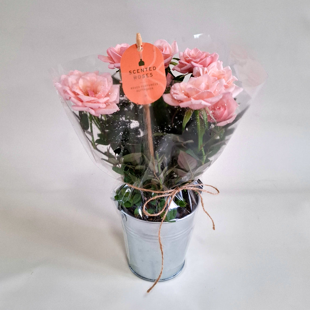 Scented Rose in Zinc Planter - Magnolia the Florist A charming scented rose plant, beautifully presented in a rustic zinc container tied with natural twine for a soft, country‑garden feel. Standing at approximately 25cm high, this compact rose is perfect for brightening windowsills, desks, and doorsteps with its delicate blooms and gentle fragrance. Each plant features fresh green foliage and pretty rosebuds ready to open, bringing a touch of timeless romance to any space.  3