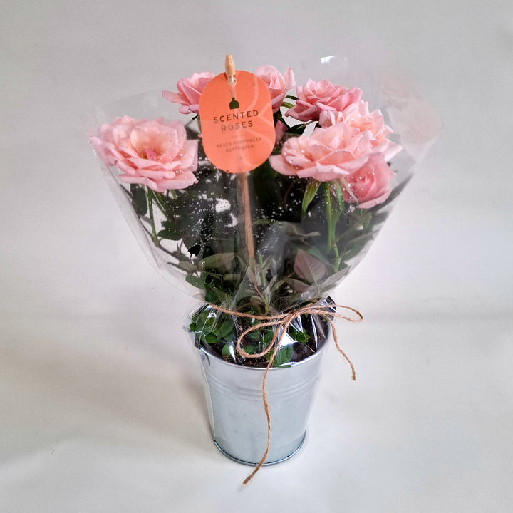 Scented Rose in Zinc Planter - Magnolia the Florist A charming scented rose plant, beautifully presented in a rustic zinc container tied with natural twine for a soft, country‑garden feel. Standing at approximately 25cm high, this compact rose is perfect for brightening windowsills, desks, and doorsteps with its delicate blooms and gentle fragrance. Each plant features fresh green foliage and pretty rosebuds ready to open, bringing a touch of timeless romance to any space.  3