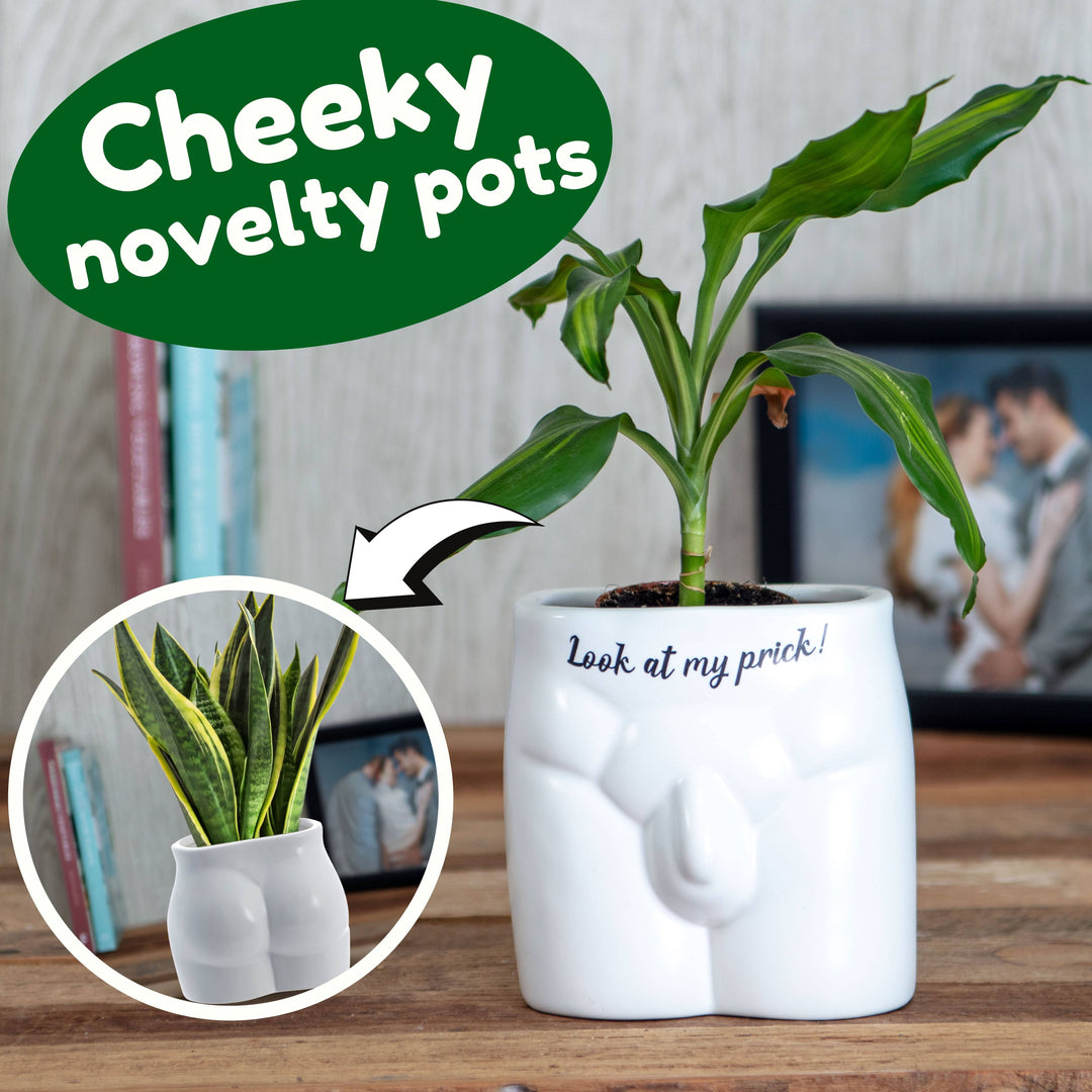 Put Some Plants On - Look At My Prick - Ceramic Pot - Magnolia the Florist Feeling thorny? Got a friend with a saucy succulent? Part of our hilarious &