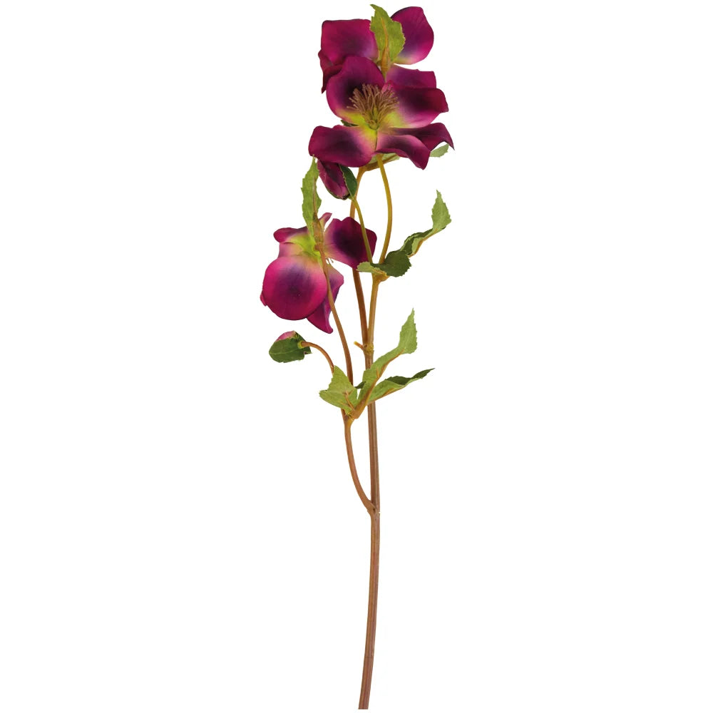 Hellebore - Wine - Magnolia the Florist Hellebores are one of our most popular Autumn/Winter stems. We all love the graceful single burgundy-tone flowers of this Lenten rose. Height is 44cm  1