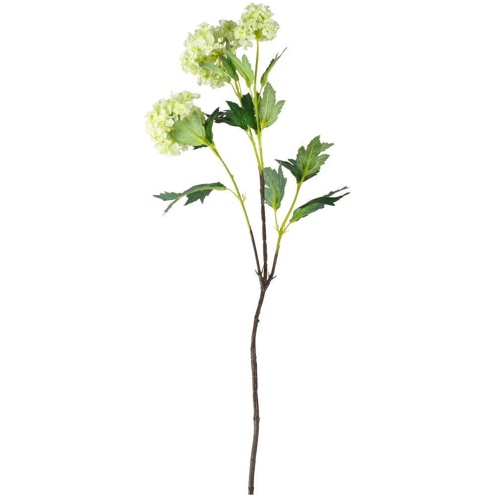 Snowball Viburnum Lime 80cm - Magnolia the Florist Viburnum "Snowball" is an lime-hued shrub with three ornamental flower heads that stands 80 cm tall.  1