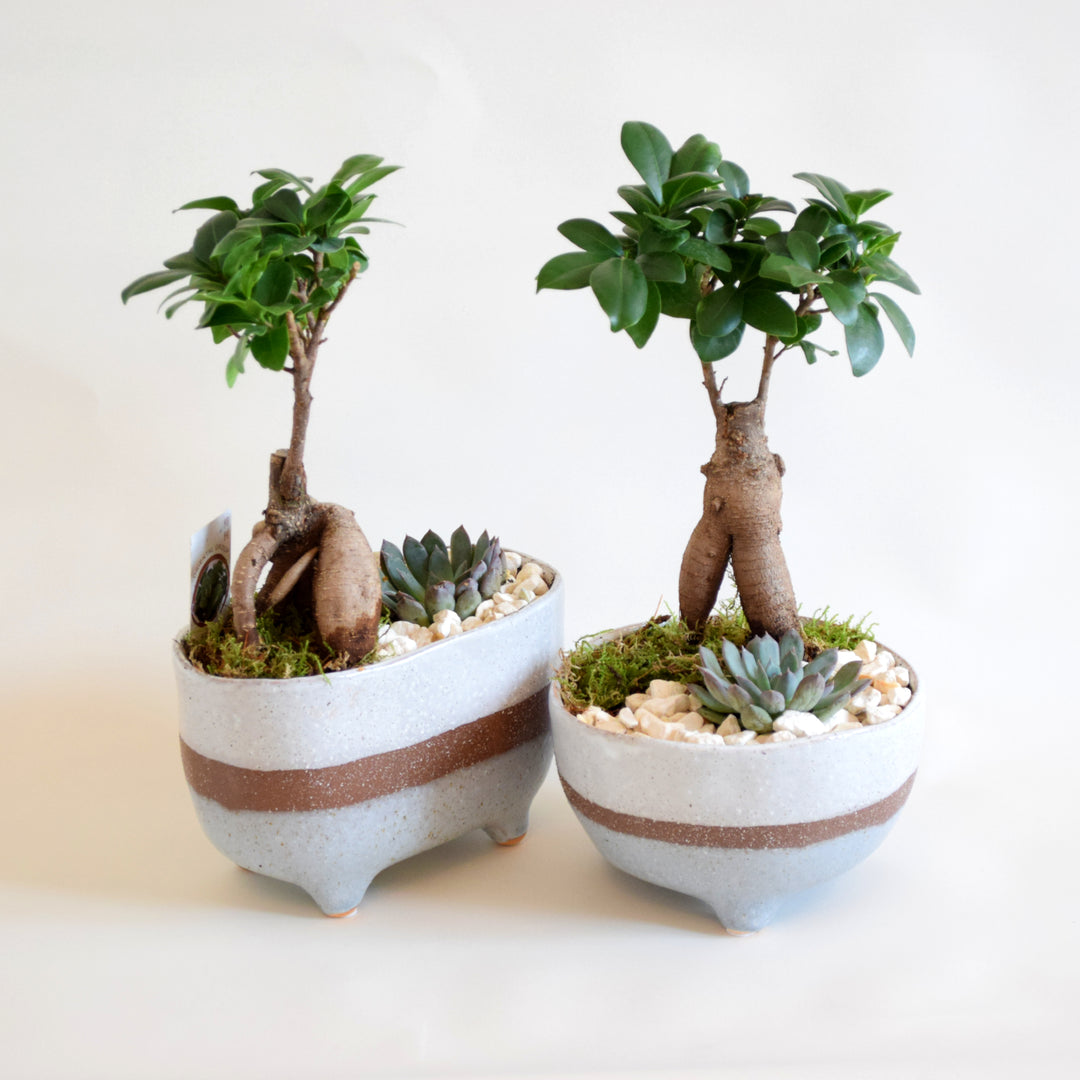 Zen Bonsai Planter with Ceramic Pot