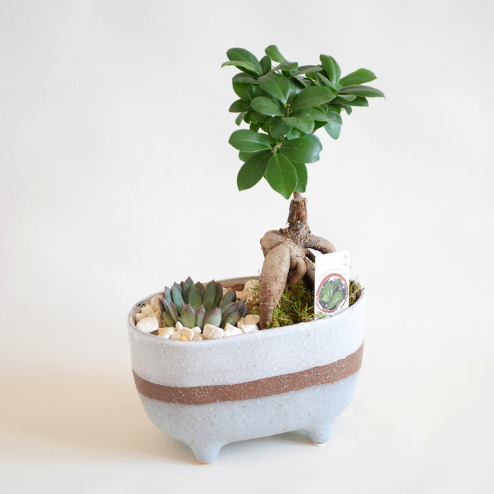 Zen Bonsai Planter with Ceramic Pot