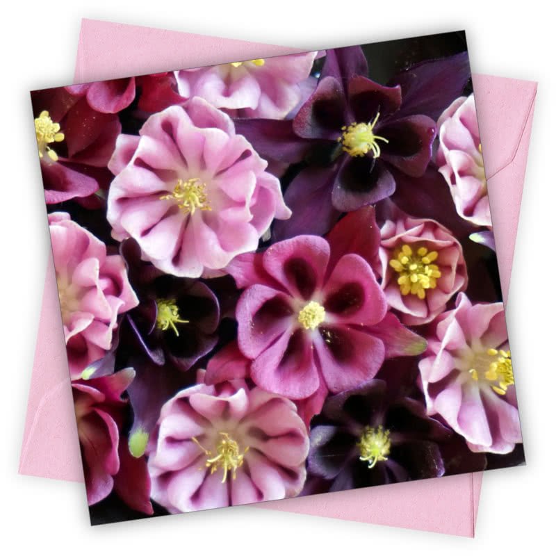 Aquilegias Greetings Card - Magnolia the Florist Individual greeting card and envelope. Blank inside for your personal message Supplied with a colour co-ordinated envelope Envelope colour: Pink High-quality (300gsm) matt finish card Printed in the UK. Size: 100mm × 100m  1