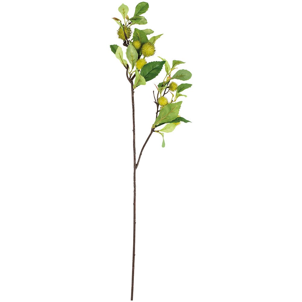 Chestnut Branch 78cm - Magnolia the Florist This rugged, dark, Chestnut branch instantly adds a naturalistic feel to a display. With the stems gathered or singularly in a vase the spikey green nuts add texture with the lush, serrated leaves add volume. Art lovers Chestnut fact: Blossoming Chestnut Branches was painted by Vincent Van Gough during the artist’s Auvers-Sur-Oise period in May 1890, the final year of his life.  1