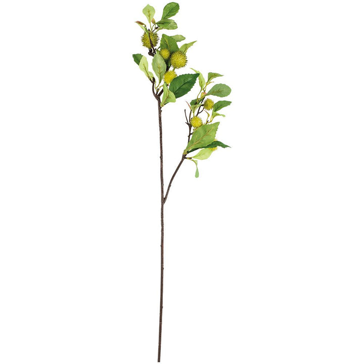 Chestnut Branch 78cm - Magnolia the Florist This rugged, dark, Chestnut branch instantly adds a naturalistic feel to a display. With the stems gathered or singularly in a vase the spikey green nuts add texture with the lush, serrated leaves add volume. Art lovers Chestnut fact: Blossoming Chestnut Branches was painted by Vincent Van Gough during the artist’s Auvers-Sur-Oise period in May 1890, the final year of his life.  1