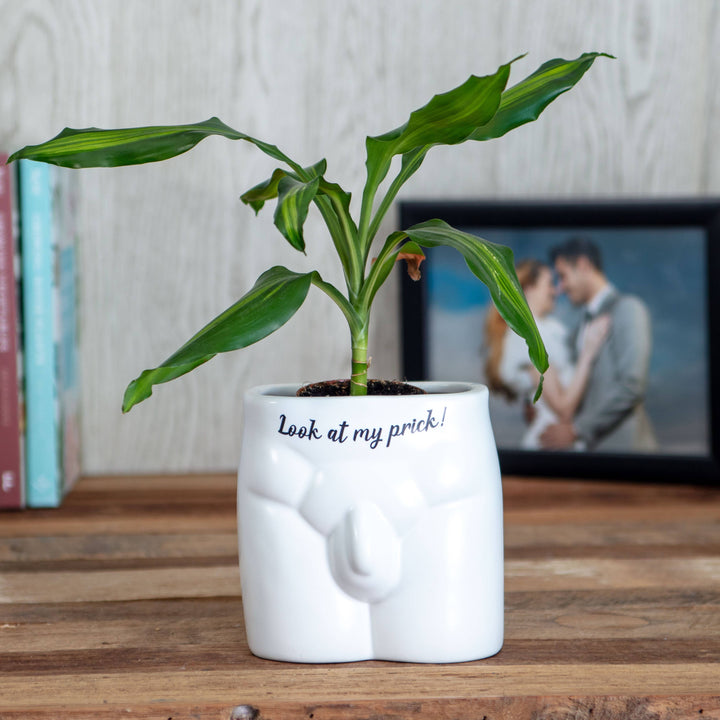 Put Some Plants On - Look At My Prick - Ceramic Pot - Magnolia the Florist Feeling thorny? Got a friend with a saucy succulent? Part of our hilarious &