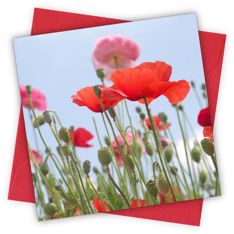 Poppy Field Greetings Card - Magnolia the Florist Individual greeting card and envelope. Blank inside for your personal message Supplied with a colour co-ordinated envelope Envelope colour: Red High-quality (300gsm) matt finish card Printed in the UK. Size: 100mm × 100m  1