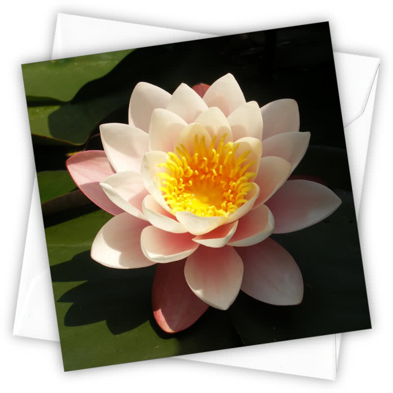 Waterlily Greetings Card - Magnolia the Florist Individual greeting card and envelope. Blank inside for your personal message Supplied with a colour co-ordinated envelope Envelope colour: White High-quality (300gsm) matt finish card Printed in the UK. Size: 100mm × 100m  1