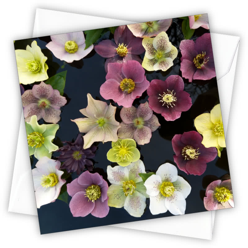 Hellebores Greetings Card - Magnolia the Florist Individual greeting card and envelope. Blank inside for your personal message Supplied with a colour co-ordinated envelope Envelope colour: White High-quality (300gsm) matt finish card Printed in the UK. Size: 100mm × 100m  1